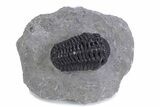 Beautiful Morocops Trilobite - Ofaten, Morocco #359608-2